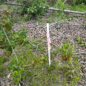 Photo #17 of 3950 Shiptontown, Lexington, NC 30.1 acres