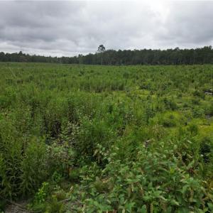 Photo #21 of 3950 Shiptontown, Lexington, NC 30.1 acres