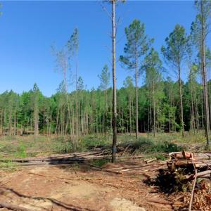 Photo #7 of Carson, Cleveland, NC 10.2 acres