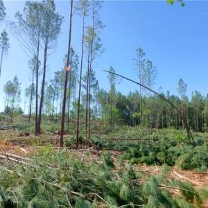 Photo #8 of Carson, Cleveland, NC 10.2 acres