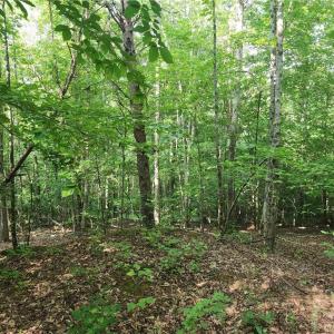 Photo #27 of River Bluff Farms, Tobaccoville, NC 15.6 acres