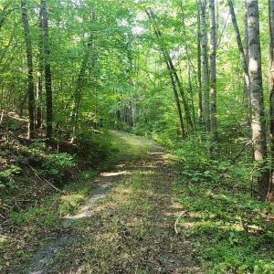 Photo #17 of River Bluff Farms, Tobaccoville, NC 15.6 acres