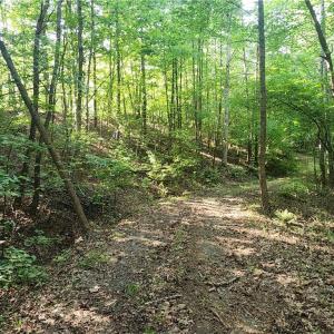 Photo #16 of River Bluff Farms, Tobaccoville, NC 15.6 acres