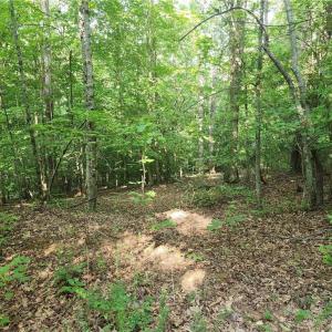 Photo #28 of River Bluff Farms, Tobaccoville, NC 15.6 acres