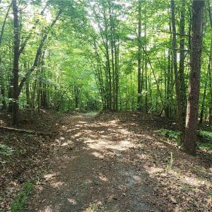 Photo #20 of River Bluff Farms, Tobaccoville, NC 15.6 acres