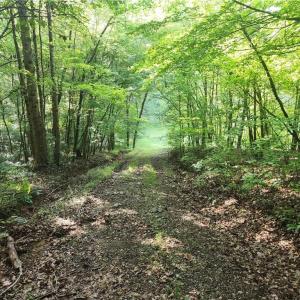 Photo #30 of River Bluff Farms, Tobaccoville, NC 15.6 acres