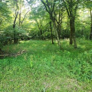 Photo #34 of River Bluff Farms, Tobaccoville, NC 15.6 acres