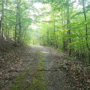 Photo #18 of River Bluff Farms, Tobaccoville, NC 15.6 acres