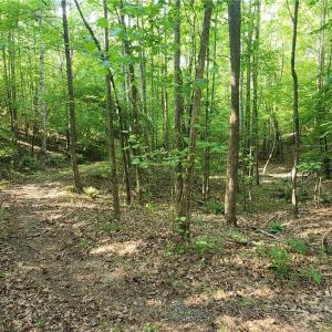 Photo #15 of River Bluff Farms, Tobaccoville, NC 15.6 acres