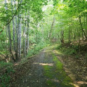 Photo #19 of River Bluff Farms, Tobaccoville, NC 15.6 acres
