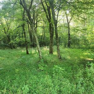 Photo #31 of River Bluff Farms, Tobaccoville, NC 15.6 acres