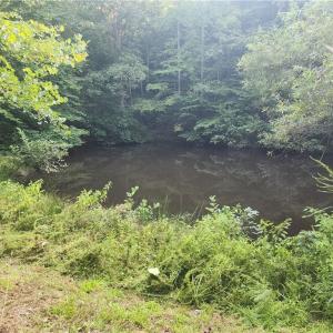 Pond