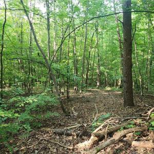 Photo #21 of River Bluff Farms, Tobaccoville, NC 15.6 acres