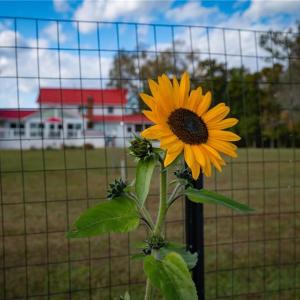 Backyard garden perfect for garden enthusiasts