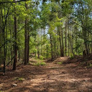 Photo #27 of Jennings, Randleman, NC 74.3 acres