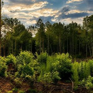 Photo #2 of Jennings, Randleman, NC 74.3 acres