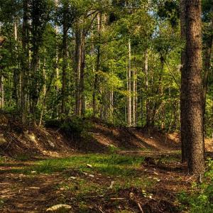 Photo #6 of Jennings, Randleman, NC 74.3 acres