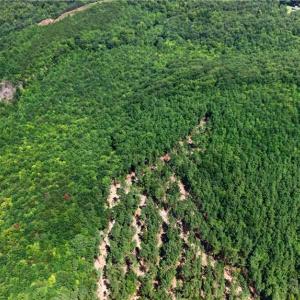 Photo #16 of Jennings, Randleman, NC 74.3 acres