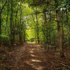 Photo #12 of Jennings, Randleman, NC 74.3 acres