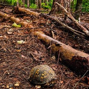 Photo #22 of Jennings, Randleman, NC 74.3 acres