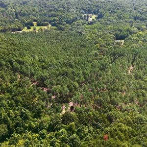 Photo #9 of Jennings, Randleman, NC 74.3 acres