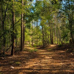 Photo #24 of Jennings, Randleman, NC 74.3 acres