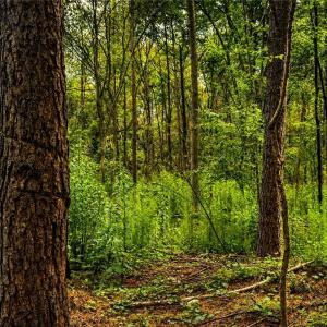 Photo #30 of Jennings, Randleman, NC 74.3 acres