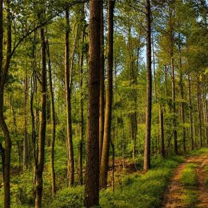 Photo #10 of Jennings, Randleman, NC 74.3 acres