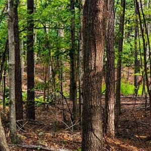 Photo #18 of Jennings, Randleman, NC 74.3 acres