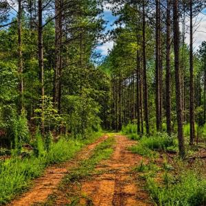 Photo #4 of Jennings, Randleman, NC 74.3 acres