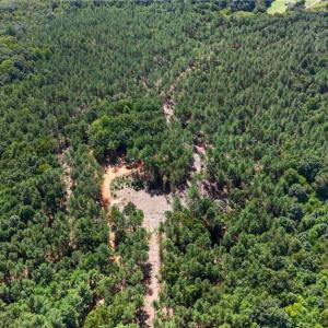 Photo #21 of Jennings, Randleman, NC 74.3 acres