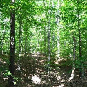 Photo #6 of 338-278 Hancock, Reidsville, NC 60.0 acres