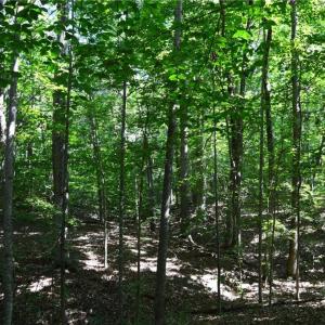 Photo #22 of 338-278 Hancock, Reidsville, NC 60.0 acres