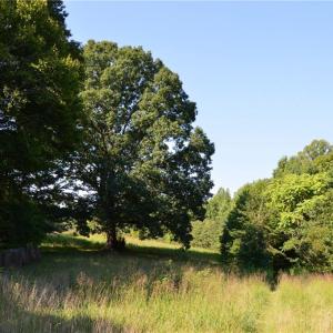 Photo #3 of 338-278 Hancock, Reidsville, NC 60.0 acres