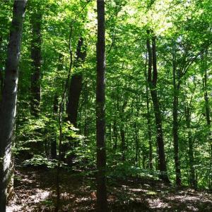 Photo #11 of 338-278 Hancock, Reidsville, NC 60.0 acres