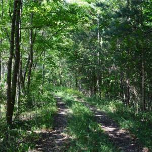 Photo #4 of 338-278 Hancock, Reidsville, NC 60.0 acres