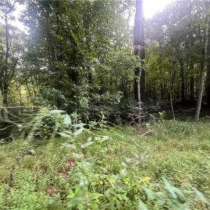 Photo #16 of 1170 Timber Ridge, Westfield, NC 19.0 acres