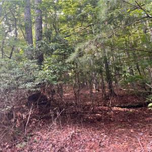 Photo #7 of 1170 Timber Ridge, Westfield, NC 19.0 acres