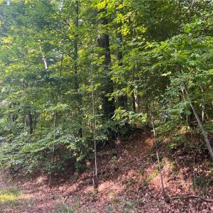 Photo #3 of 1170 Timber Ridge, Westfield, NC 19.0 acres