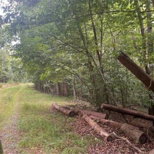 Photo #10 of 1170 Timber Ridge, Westfield, NC 19.0 acres