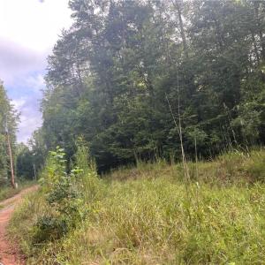 Photo #15 of 1170 Timber Ridge, Westfield, NC 19.0 acres