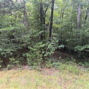 Photo #11 of 1170 Timber Ridge, Westfield, NC 19.0 acres