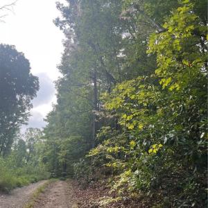 Photo #8 of 1170 Timber Ridge, Westfield, NC 19.0 acres