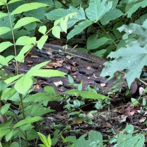 Photo #5 of Aberdeen, Lexington, NC 0.6 acres