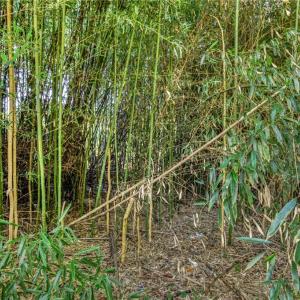 Photo #6 of TBD Merrimac, Winston-Salem, NC 0.2 acres
