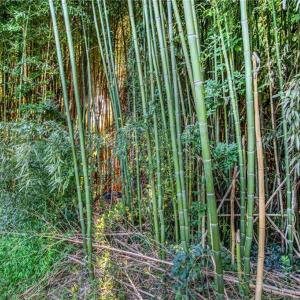 Photo #5 of TBD Merrimac, Winston-Salem, NC 0.2 acres