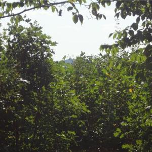 Viewing West from the rear and elevation portion of the property.