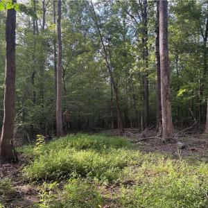 Photo #2 of 7149 Nature, Liberty, NC 10.3 acres