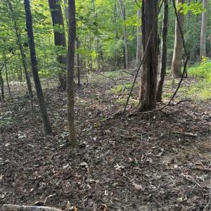 Photo #3 of 7149 Nature, Liberty, NC 10.3 acres