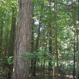 Photo #6 of Clyde King, Seagrove, NC 24.4 acres